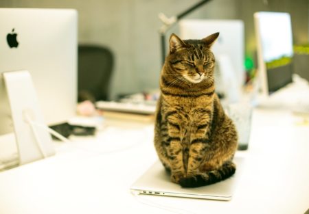 a cat sitting on a desk