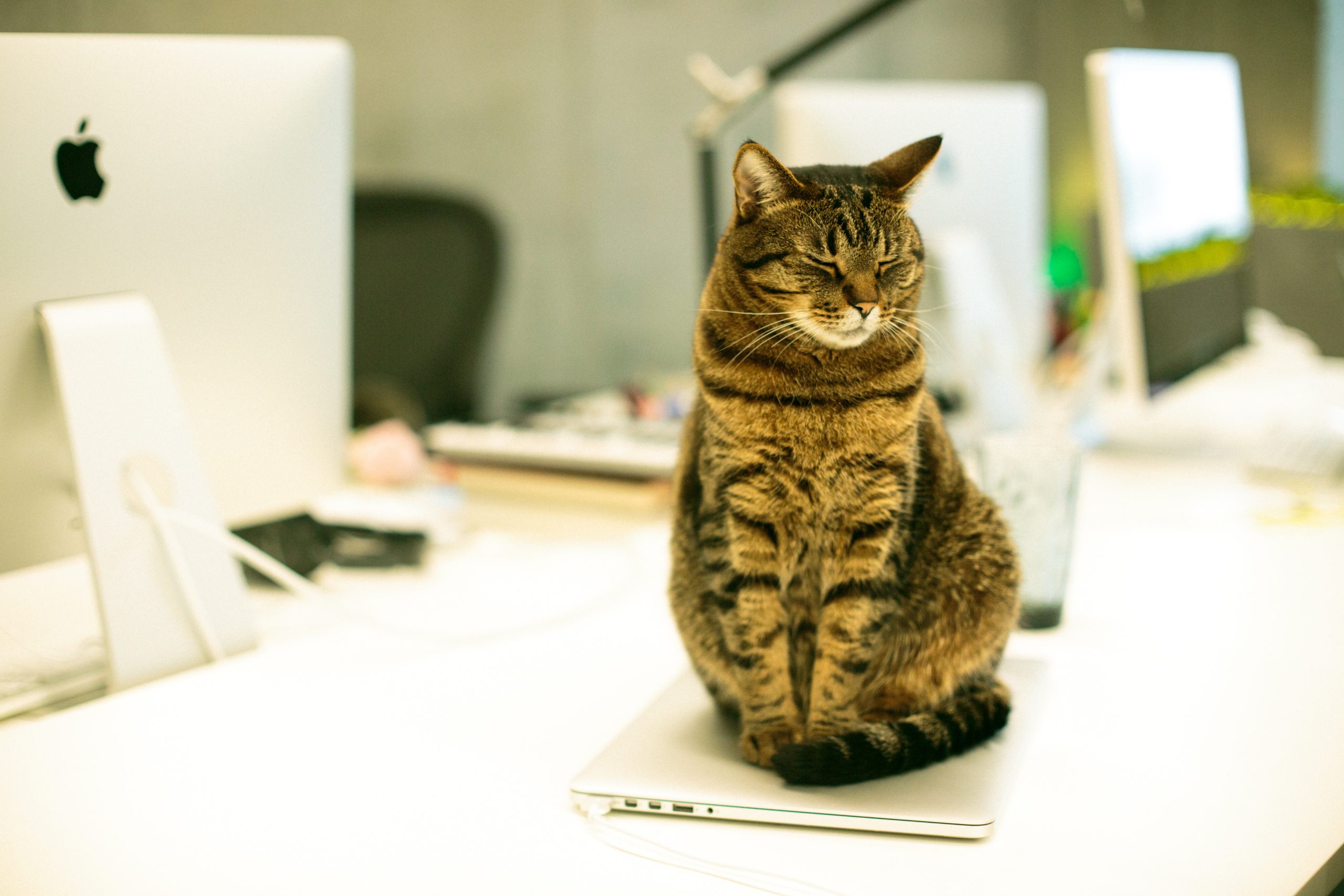 a cat sitting on a desk