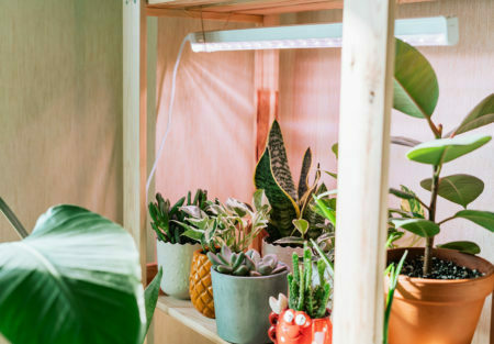 Indoor Gardening for the Eco-Friendly
