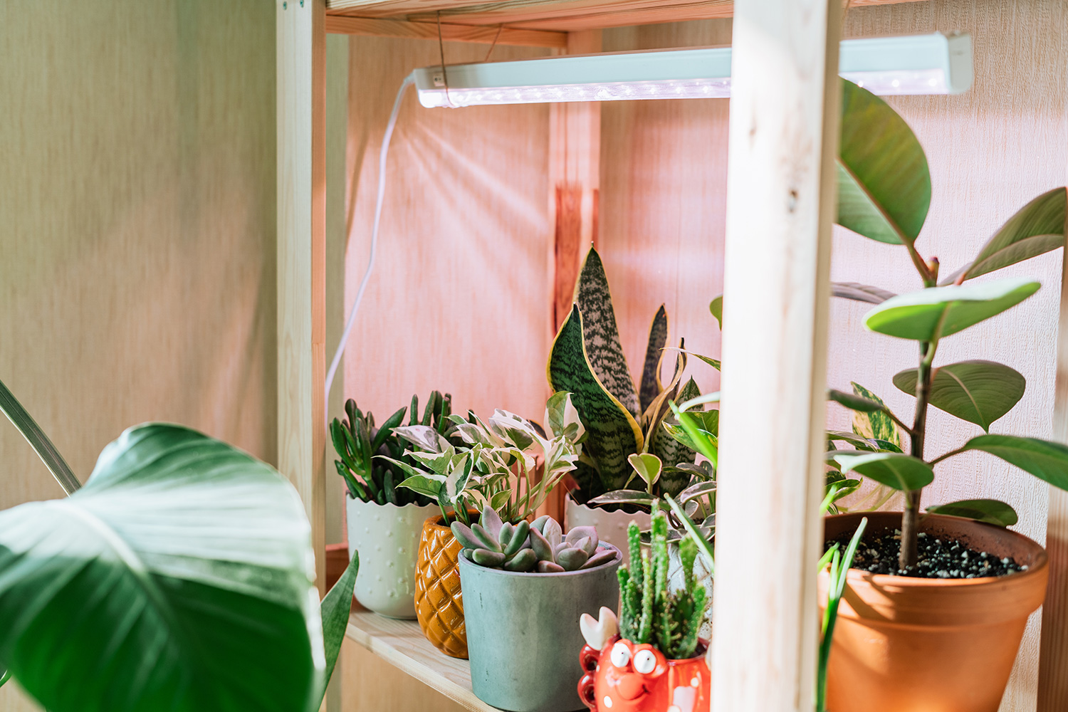 Indoor Gardening for the Eco-Friendly
