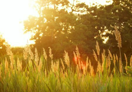 a field of tall grass