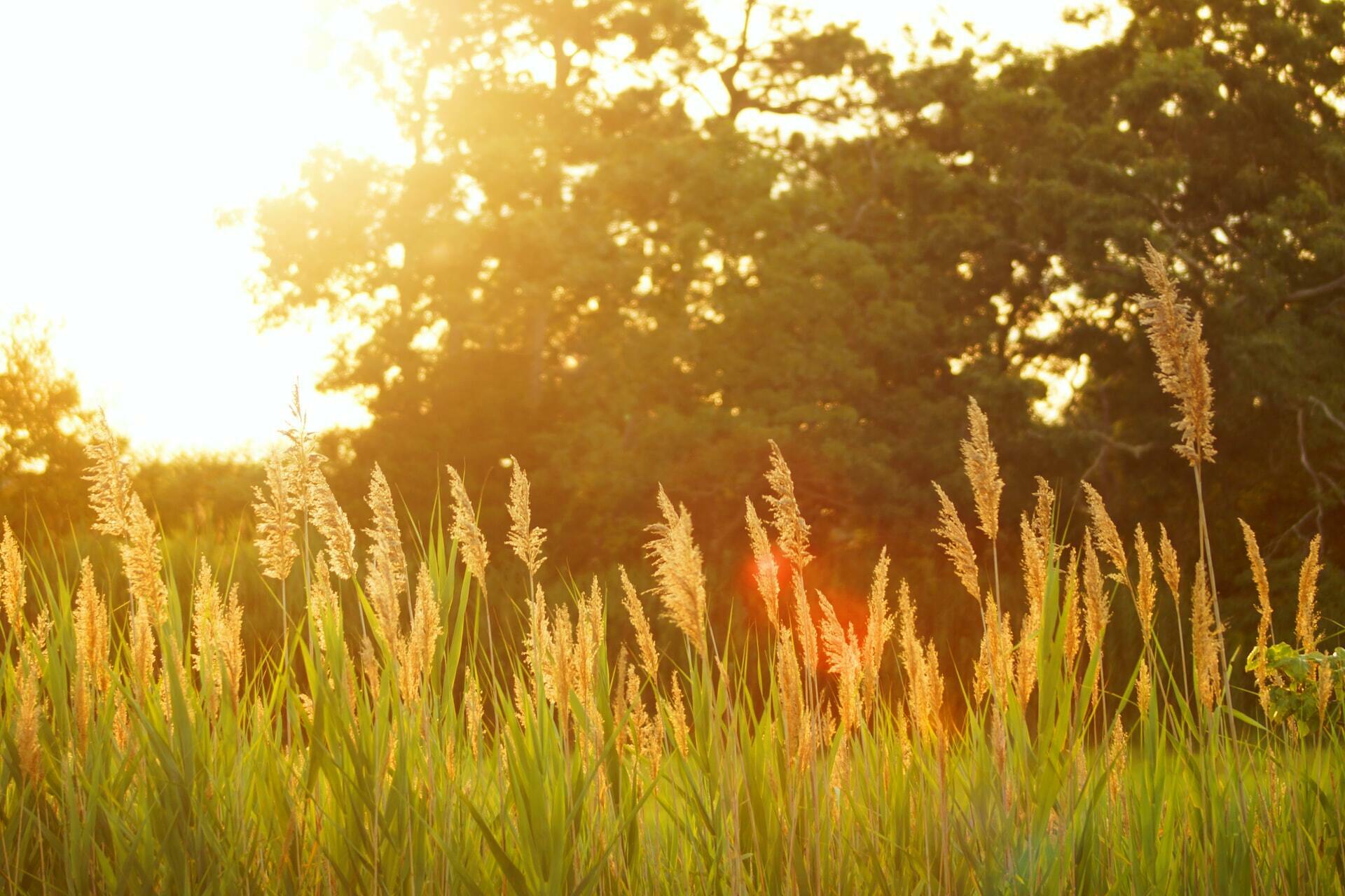 a field of tall grass
