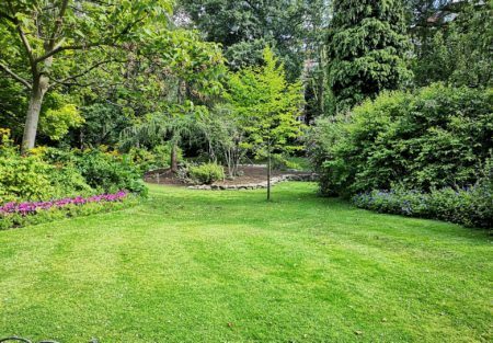 a grassy area with trees and bushes